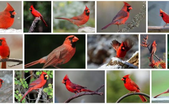 Cardinal 2